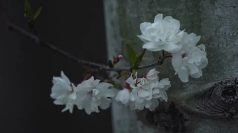 Flowering Tree Branch with Spring Blossoms Against Tree Trunk Stock Footage 336335855