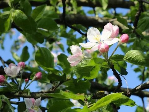 Flowering tree branch in spring Stock Photos