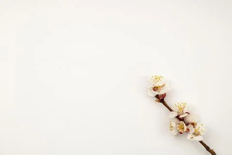 Flowering tree branch on white background, template frame Stock Photos