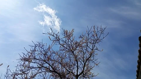 Flowering Tree Branches Against Blue Sky with White Clouds Stock Footage 332136569
