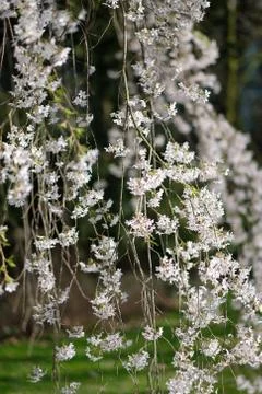 Flowering tree branches against the green lawn of the botanical garden Stock Photos