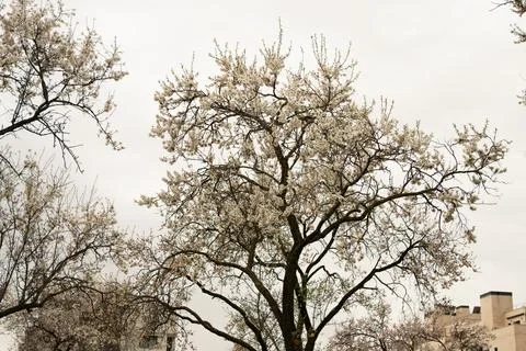 Flowering tree branches against spring sky Stock Photos