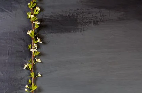 Flowering tree branches on black. Dark gray (coal colors) background with a.. Stock Photos