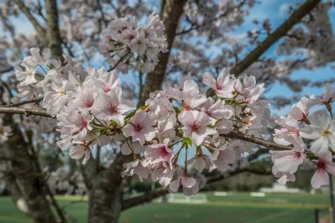 Flowering tree branches closeup Stock Photos