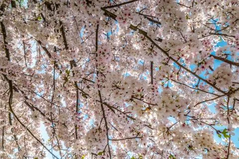 Flowering tree branches Stock Photos
