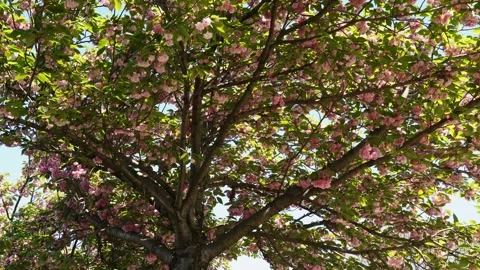 Flowering Tree Branches With Pink Blossoms and Green Leaves Stock Footage 335475442