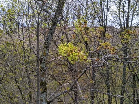 Flowering tree branches in spring in the daytime Stock Photos