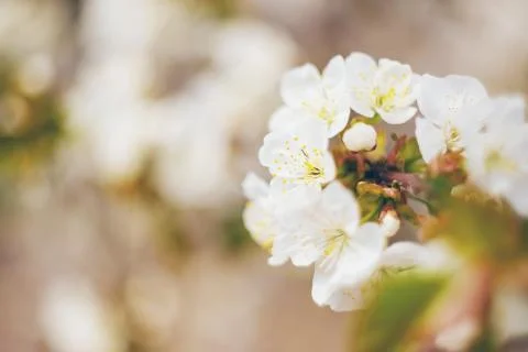 Flowering tree branches in spring. Selective focus. Stock Photos