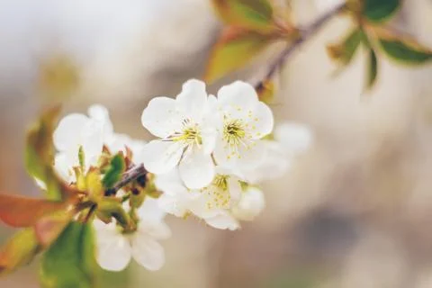 Flowering tree branches in spring. Selective focus. Stock Photos