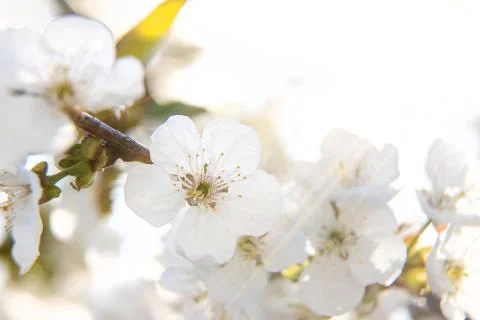 Flowering tree branches in spring. Selective focus. Stock Photos