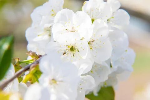 Flowering tree branches in spring. Selective focus. Stock Photos