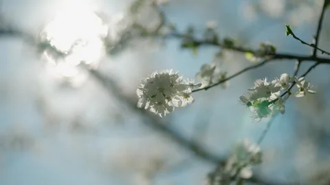 Flowering tree branches in spring. Spring flower concept. Stock Footage 280859043