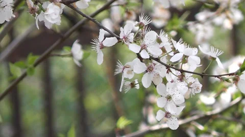 Flowering tree branches sway against the blue sky Stock Footage 186526520