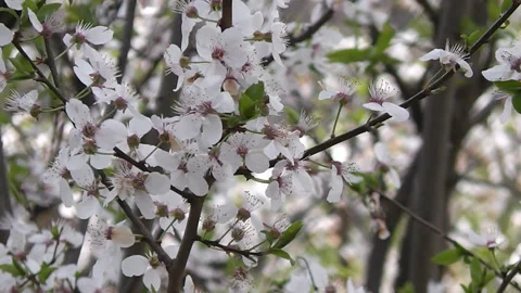 Flowering tree branches sway against the blue sky Stock Footage 186530248