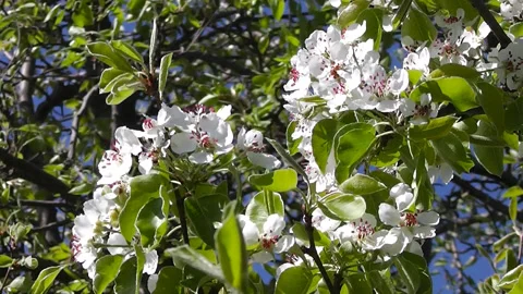 Flowering tree branches sway against the blue sky Stock Footage 193590022