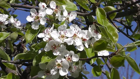 Flowering tree branches sway against the blue sky Stock Footage 193593876