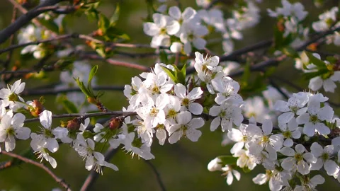 Flowering tree branches sway against the background of grass Stock Footage 193603967