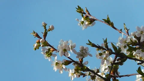 Flowering tree branches sway against the blue sky Stock Footage 193605034