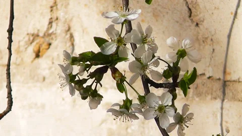 Flowering tree branches sway against the background of an old wall Stock Footage 193609310