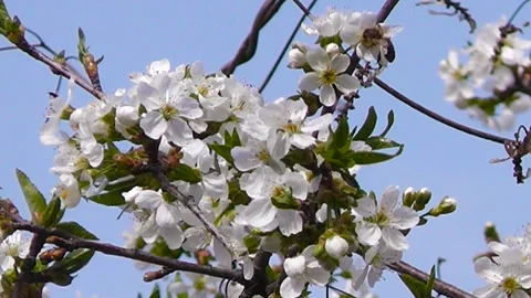 Flowering tree branches sway against the blue sky. Stock Footage 193614657