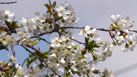 Flowering tree branches sway against the blue sky Stock Footage 193619048