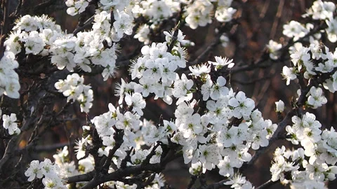 Flowering tree branches sway on a blurred background Stock Footage 186512145