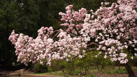 Flowering Tree Branches Swaying in Outdoor Garden Setting Stock Footage 335983222