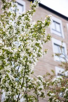 Flowering Tree Branches with White Blossoms and Brick Building Stock Photos