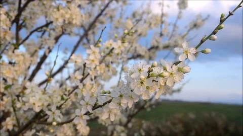 Flowering tree in the breeze Stock Footage 125634700