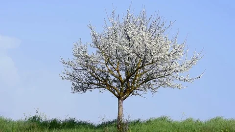 Flowering tree in the breeze Stock Footage 125687953