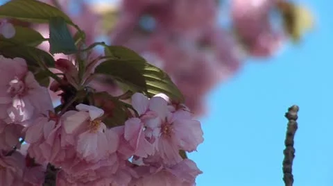 Flowering tree c Stock Footage 12167109