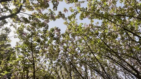 Flowering Tree Canopy Against Sky 01 in China 4K Stock Footage 346262921