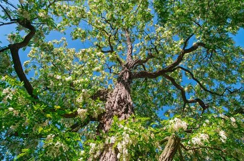 Flowering tree canopy with sunlight filtering through branches. Robinia pse.. Foto stock