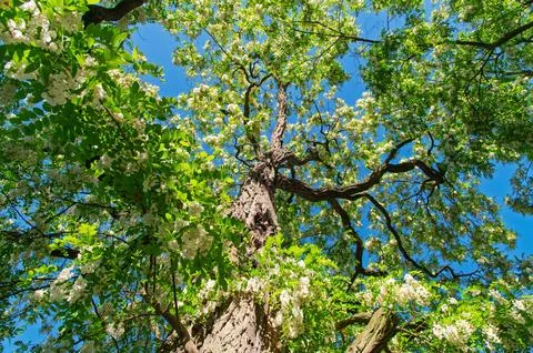 Flowering tree canopy with sunlight filtering through branches. Robinia pse.. Stock Photos