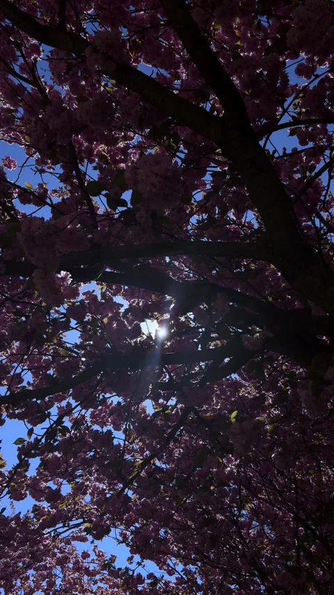 Flowering tree canopy, vibrant pink blossom cluster, bright sun beam piercing Stock Footage 333375332