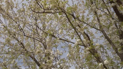 Flowering Tree Of Cherry Blossoms On A Sunny Springtime. Close-up Shot Stockbeeldmateriaal 333659726