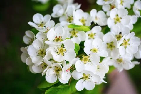 Flowering tree closeup Stock Photos