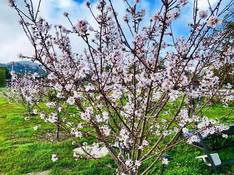 Flowering Tree Closeup Stock Photos