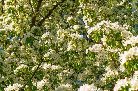 Flowering tree covered in white blossoms against blue sky. the common pear Stock Photos