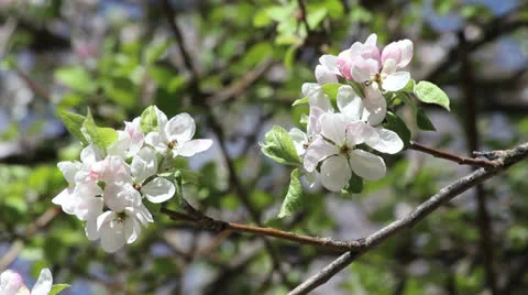 Flowering tree ct Stock Footage 26319746