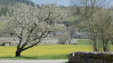Flowering tree, dandelion field and small village in the background Video stock 128743259