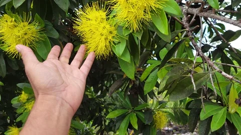 Flowering tree display in spring time in Hawaii Video stock 170587603