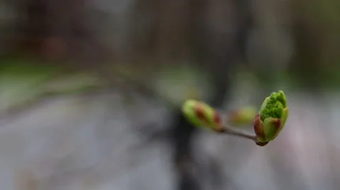Flowering tree in early spring, close up Stock Footage 49790898