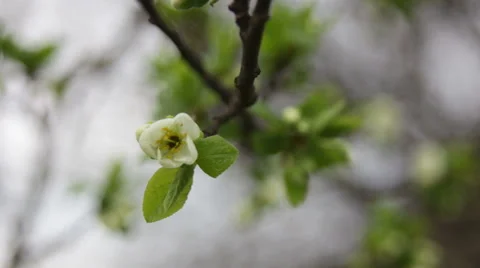 Flowering tree in early spring Stock Footage 49784738