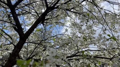 Flowering tree in the field, many white flowers on the tree. Spring flowering. Vídeos de archivo 335062024