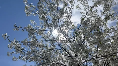 Flowering tree in the field, many white flowers on the tree. Spring flowering. 스톡 동영상 335062025