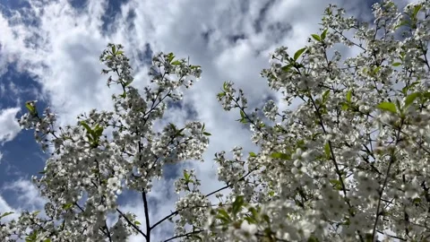 Flowering tree in the field, many white flowers on the tree. Spring flowering. Vídeo Stock 335062026