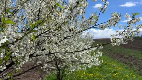Flowering tree in the field, many white flowers on the tree. Spring flowering. Vídeos de archivo 335062027