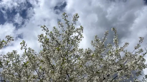 Flowering tree in the field, many white flowers on the tree. Spring flowering. Vídeo Stock 335062036