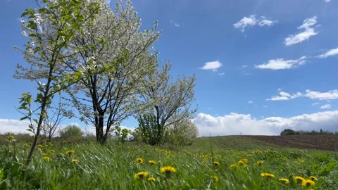 Flowering tree in the field, many white flowers on the tree. Spring flowering. Vídeo Stock 335062043